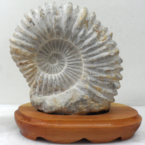 암모나이트/암모나이트화석/암몬조개/화석/중생대화석