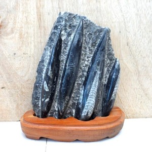 오르토케라스 화석1,274g/오소세라스/오징어화석/수집용품/원석/문양석/수석