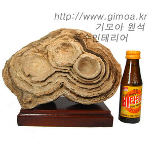 스토로마톨라이트2호 화석[stromatolite]