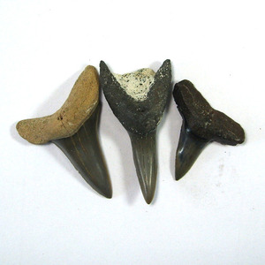 상어이빨 화석3점 모두드림/상어화석/화석팬던트/이빨화석